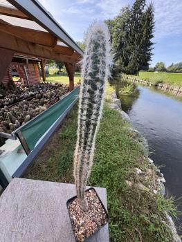 Oreocereus celsianus